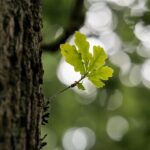 Płukanka do włosów z kory dębu